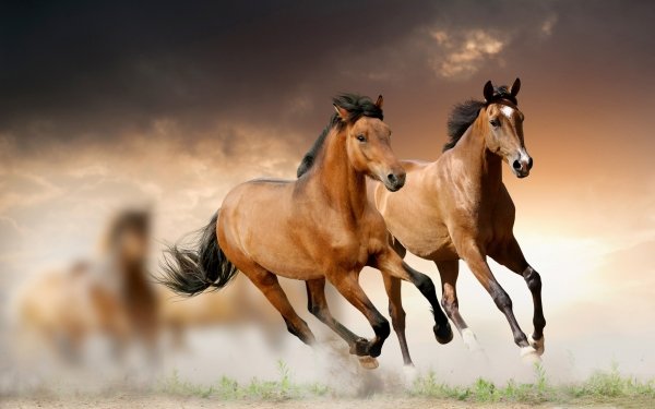 Animal Horse Blur Running HD Wallpaper | Background Image
