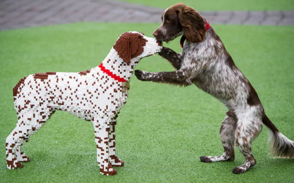 Animal spaniel HD Desktop Wallpaper | Background Image