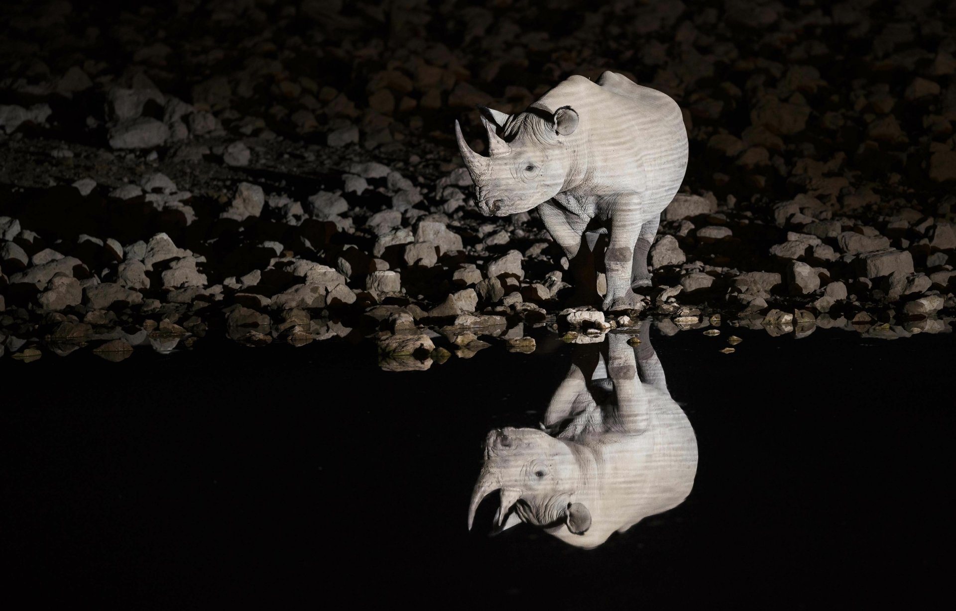 4K Ultra HD PC desktop wallpaper background: white rhino at night beside a still waterhole, its clear reflection mirrored on black water against a rocky shore.