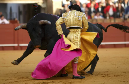 Bullfighting Sports HD Desktop Wallpaper | Background Image