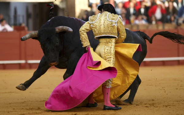 Bullfighting Sports HD Desktop Wallpaper | Background Image