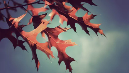 nature leaf HD Desktop Wallpaper | Background Image