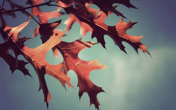 nature leaf HD Desktop Wallpaper | Background Image