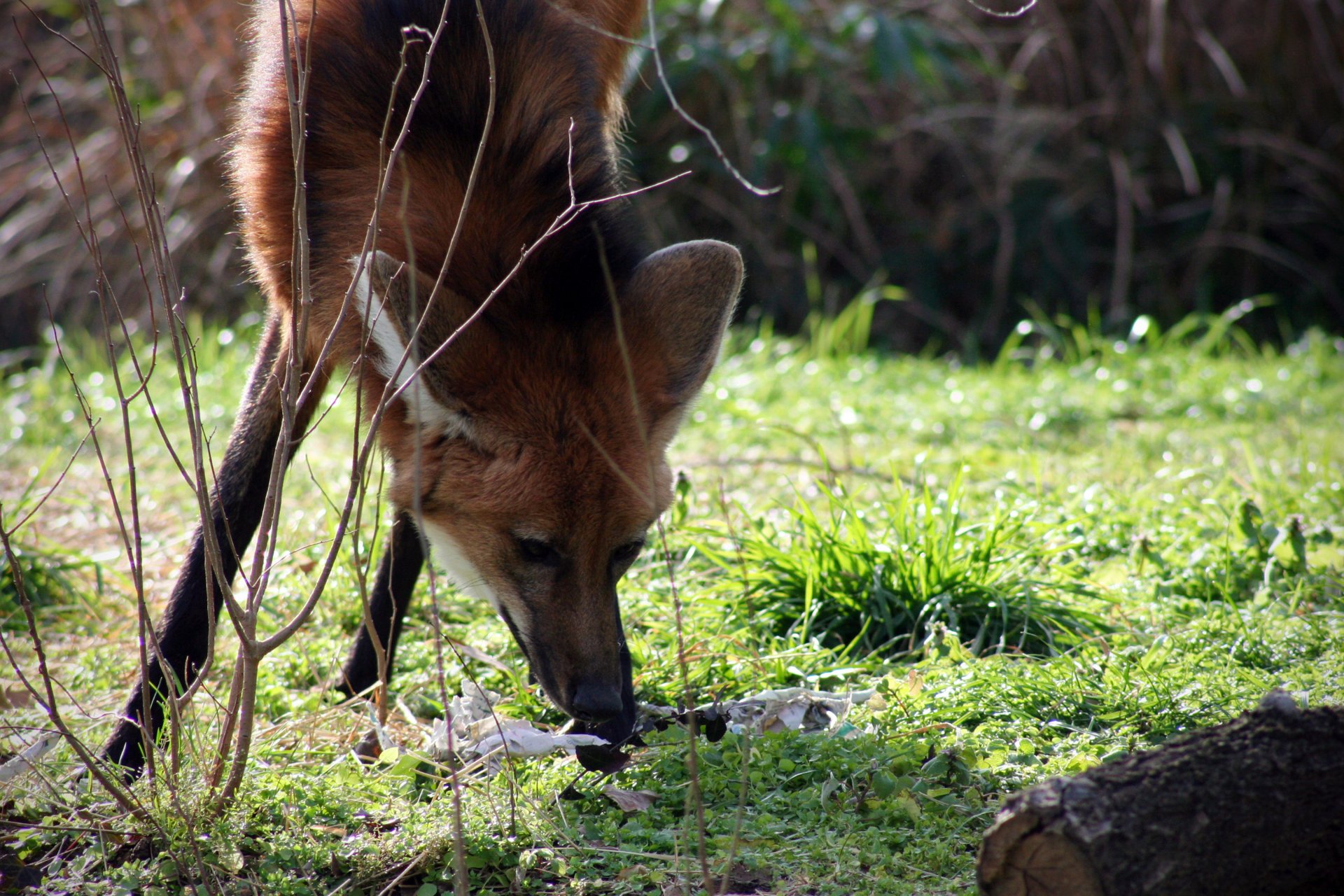 Download Animal Maned Wolf HD Wallpaper