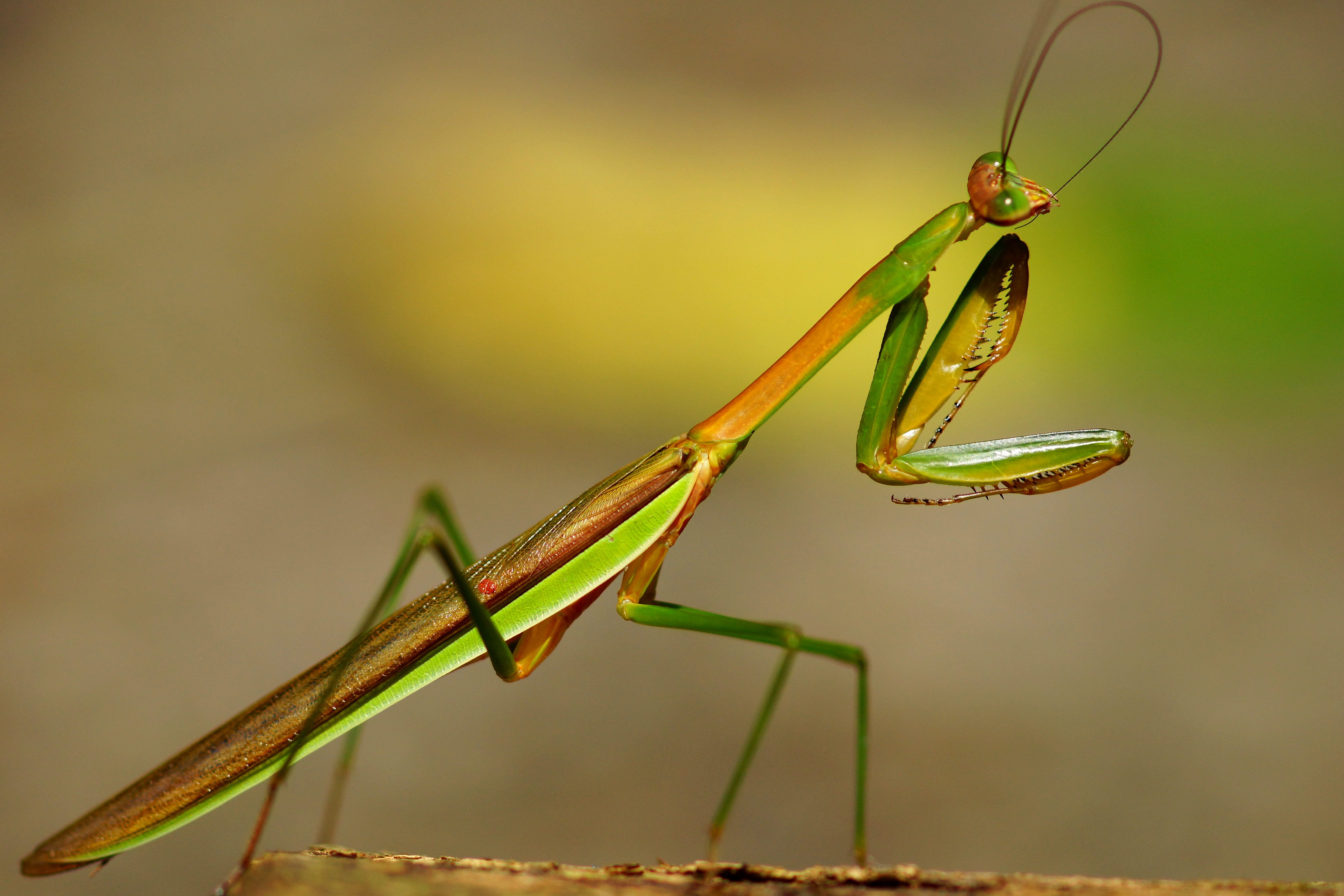 Animal Praying Mantis Wallpaper