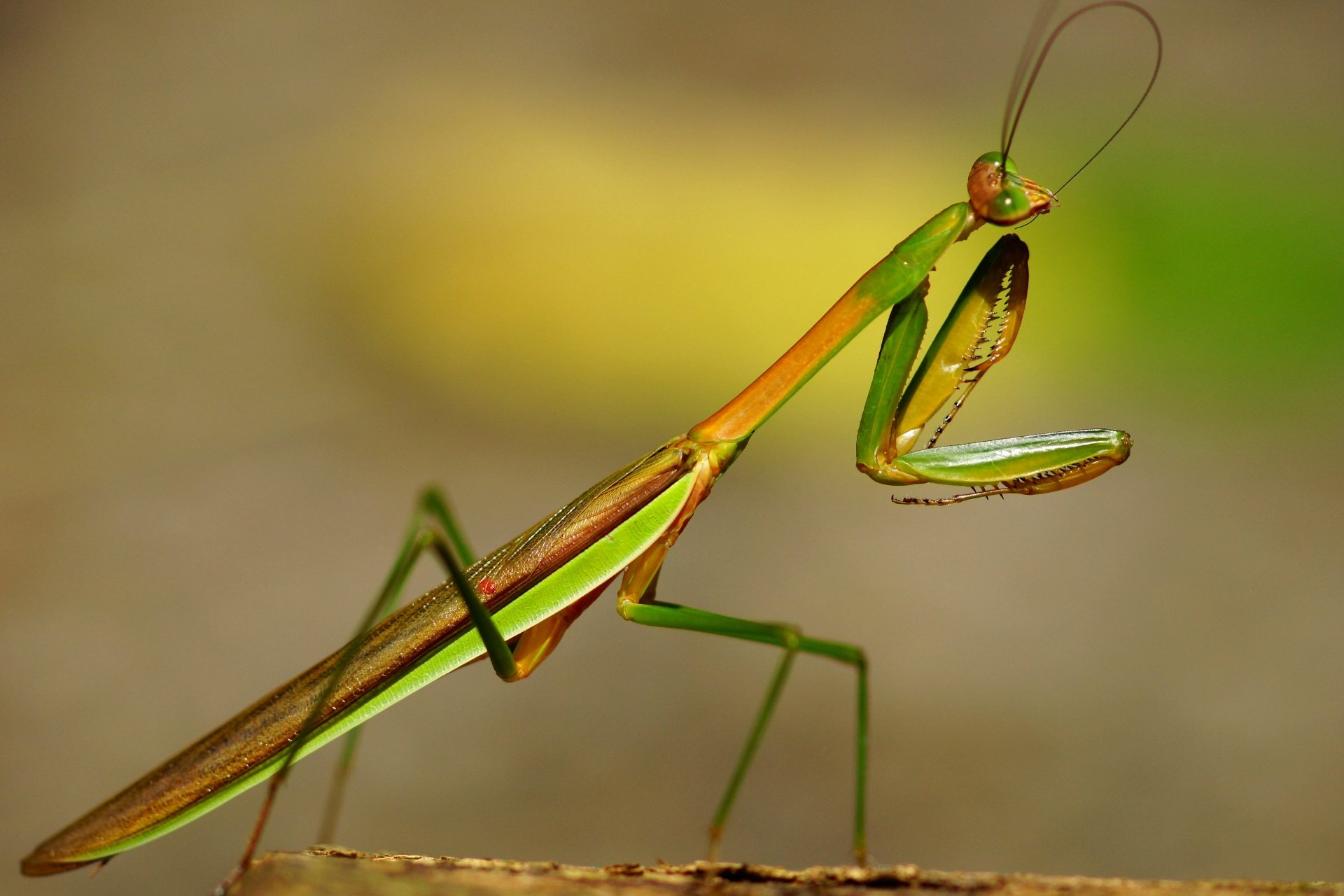 Animal Praying Mantis 4k Ultra HD Wallpaper