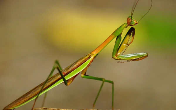 Animal praying mantis HD Desktop Wallpaper | Background Image