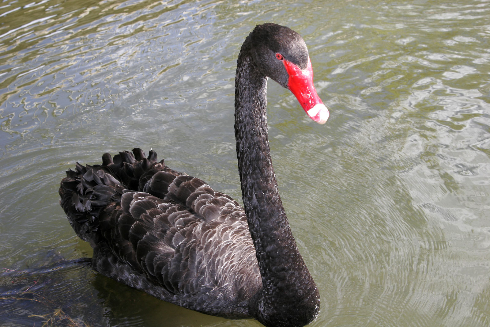 Black Swan HD Wallpaper