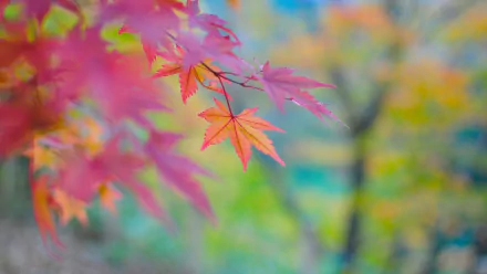 HD wallpaper of vibrant fall leaves with a blurred autumnal background.