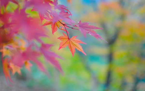 HD wallpaper of vibrant fall leaves with a blurred autumnal background.