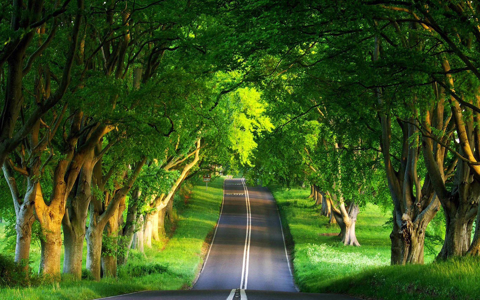 Wallpapers Of Tree-lined Streets