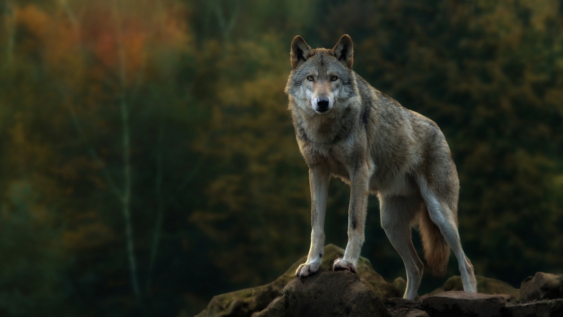 Gray Wolf HD Wallpaper | Background Image | 1920x1080 | ID ...