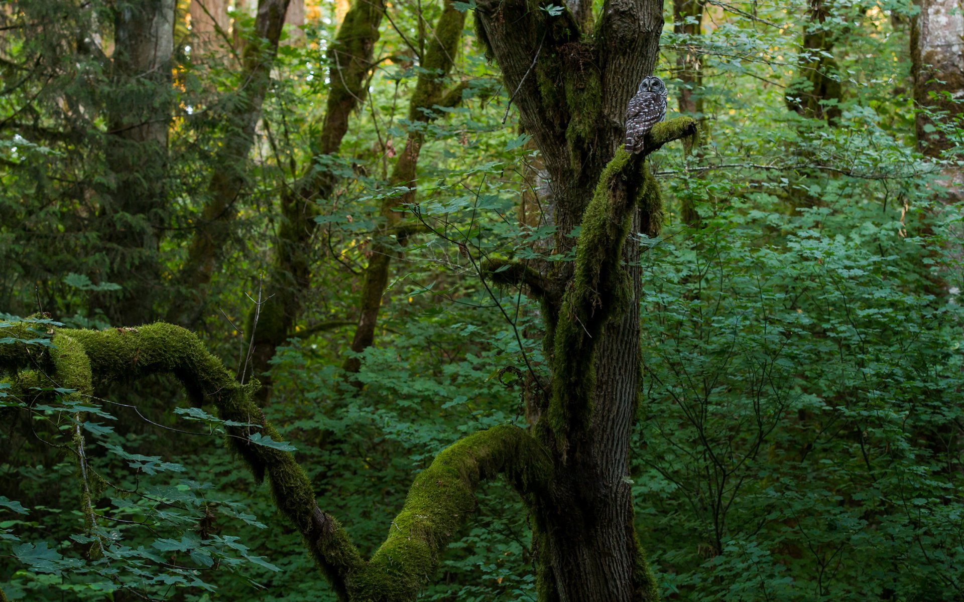 Download Nature Forest HD Wallpaper