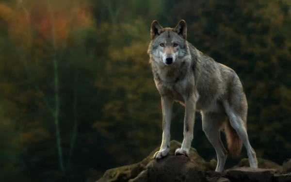 wolf Animal gray wolf HD Desktop Wallpaper | Background Image