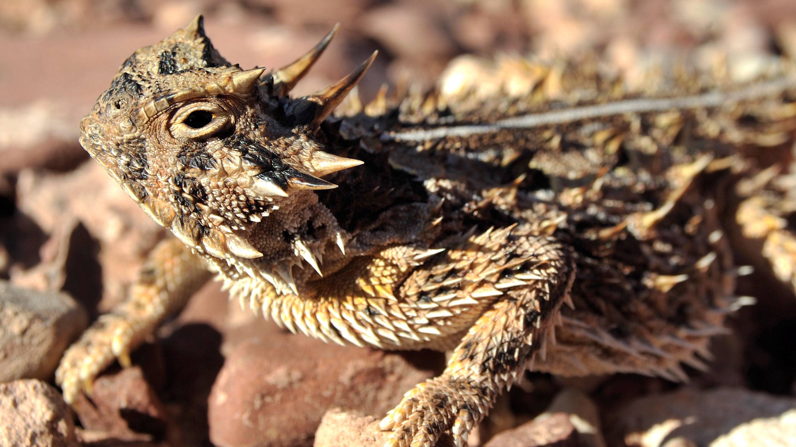 Download Animal Horned Lizard HD Wallpaper