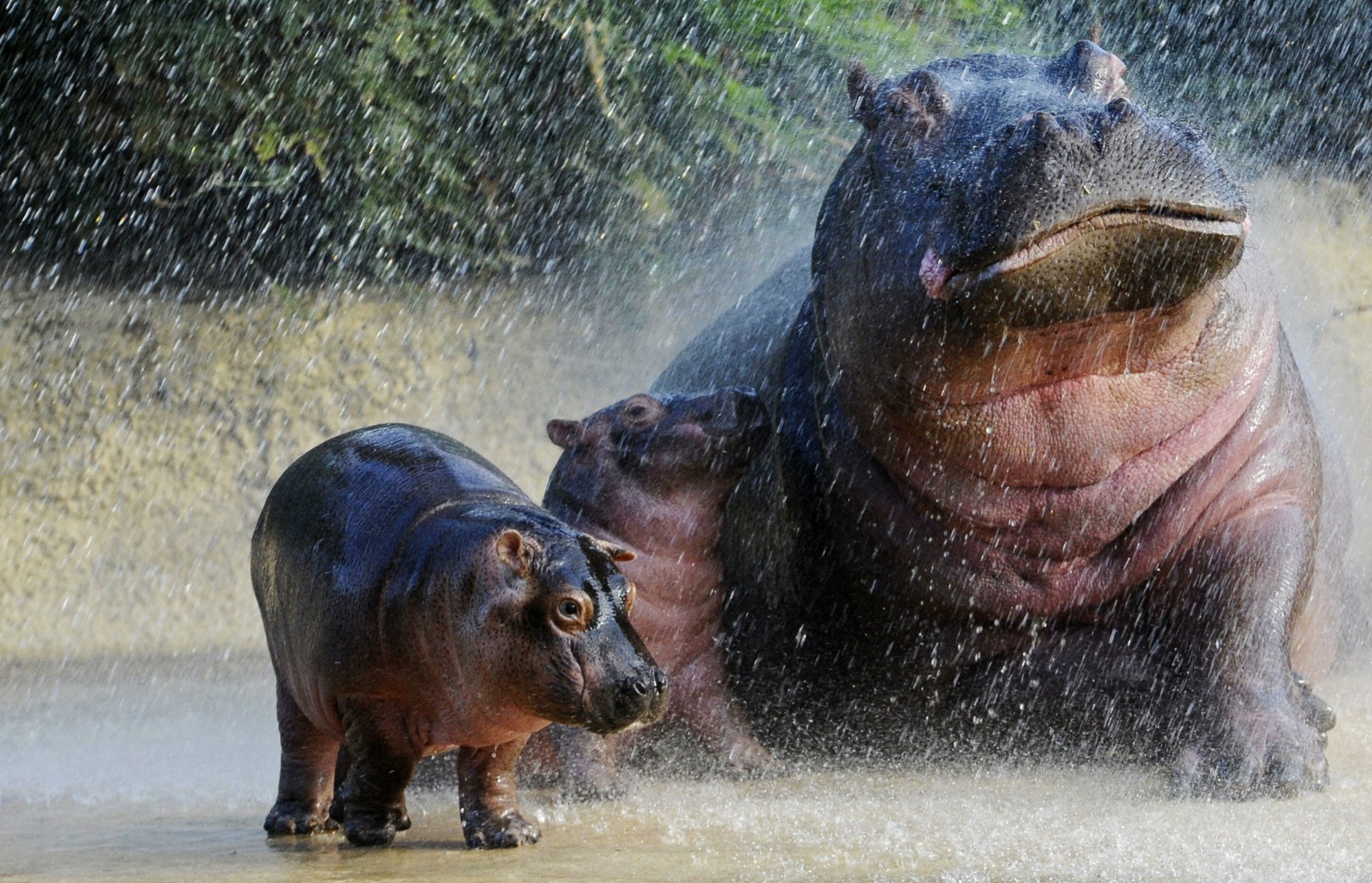 Hippo HD Wallpaper | Background Image | 2900x1867