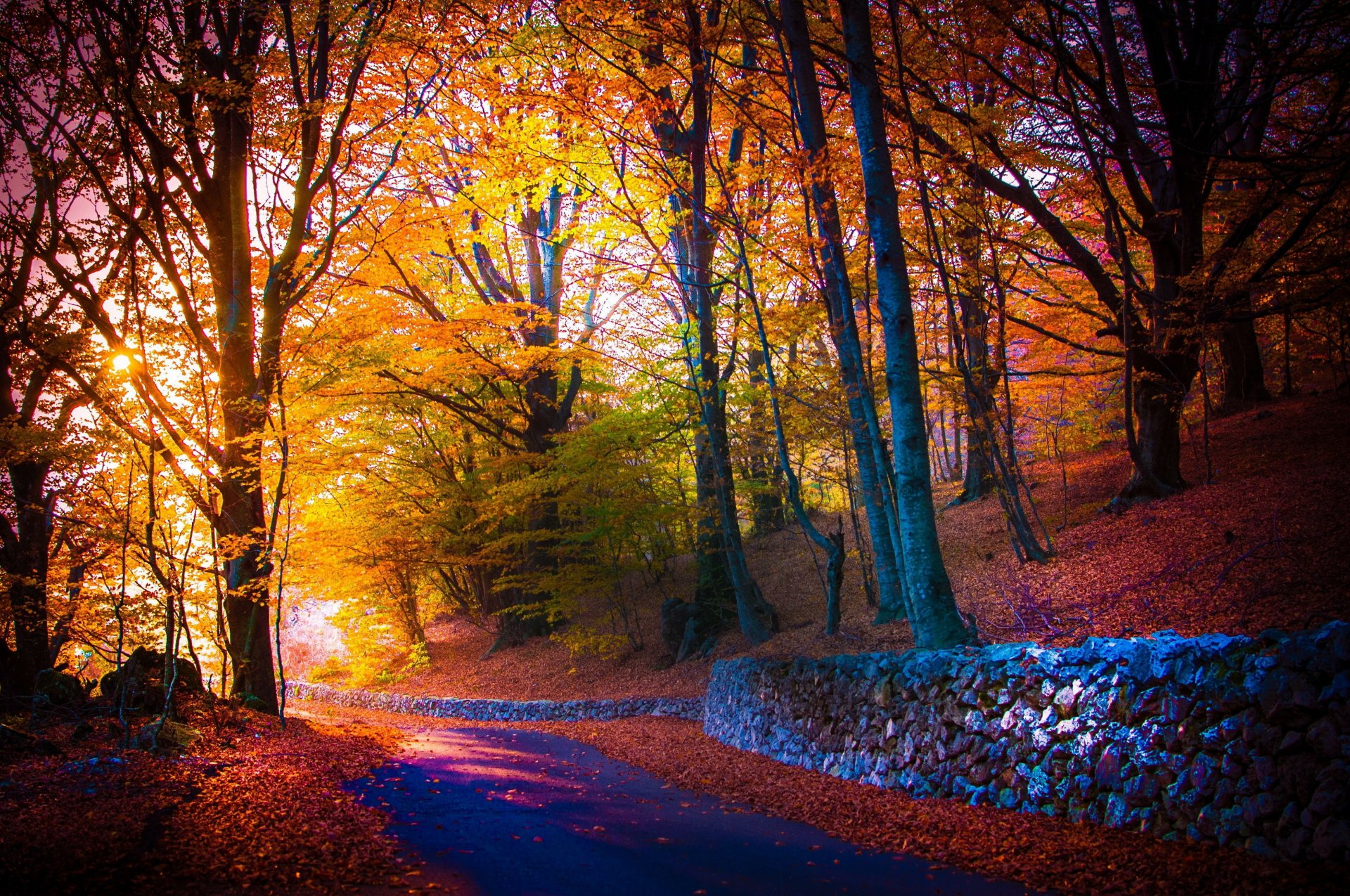 A vibrant autumn forest path illuminated by warm sunlight, captured in stunning 4K Ultra HD, offering a serene man-made trail for a PC desktop wallpaper.
