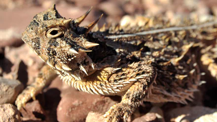 Animal horned lizard HD Desktop Wallpaper | Background Image