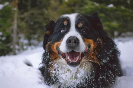 bernese mountain dog Animal sennenhund HD Desktop Wallpaper | Background Image