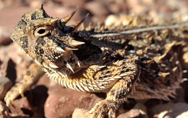 Animal horned lizard HD Desktop Wallpaper | Background Image