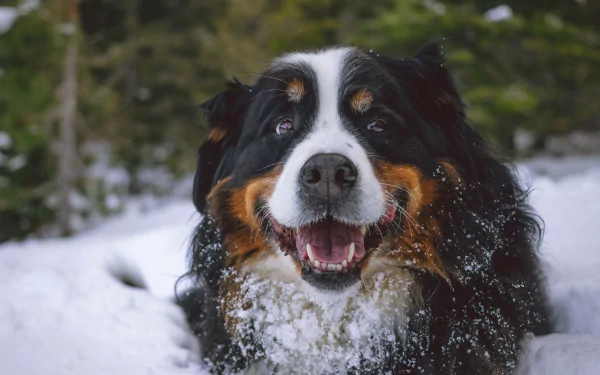 bernese mountain dog Animal sennenhund HD Desktop Wallpaper | Background Image