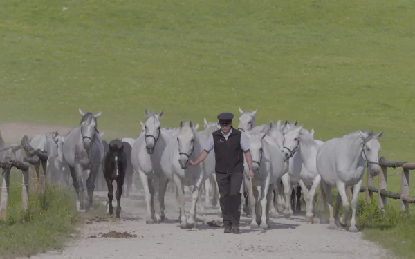 movie Perfect Horse HD Desktop Wallpaper | Background Image