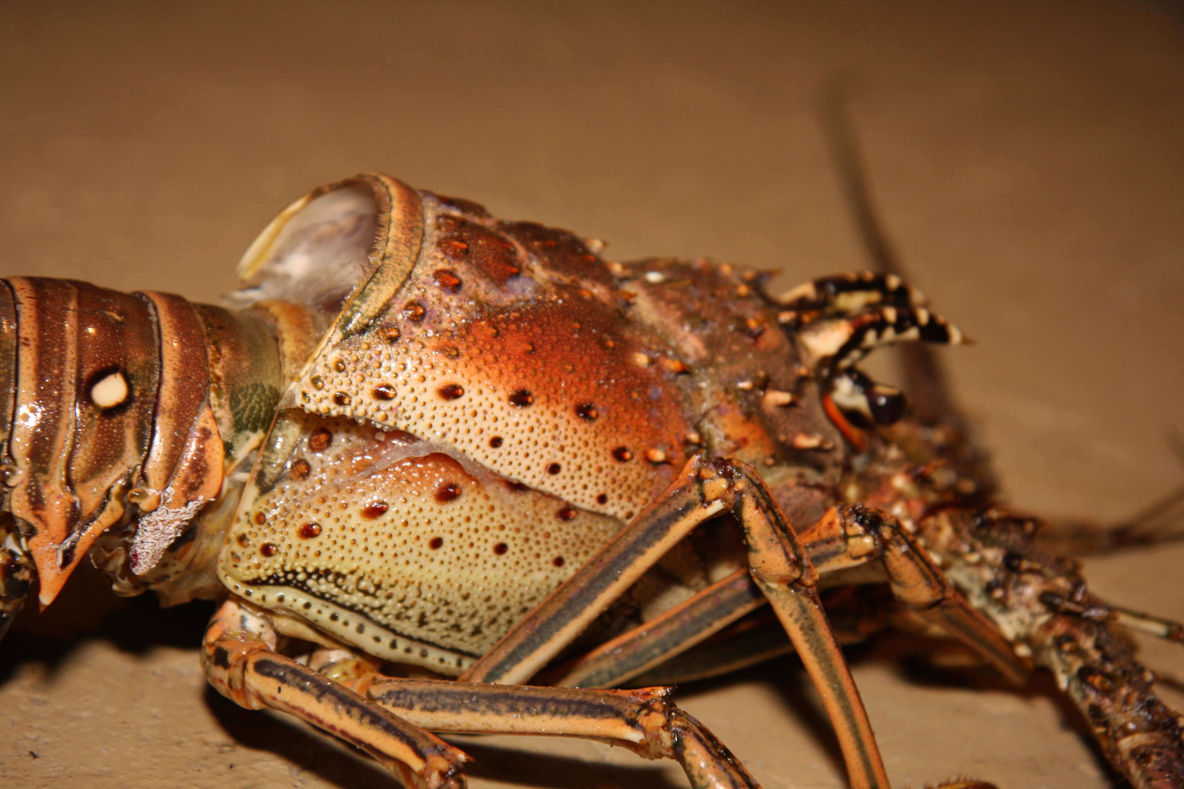 Animal Lobster 4k Ultra HD Wallpaper