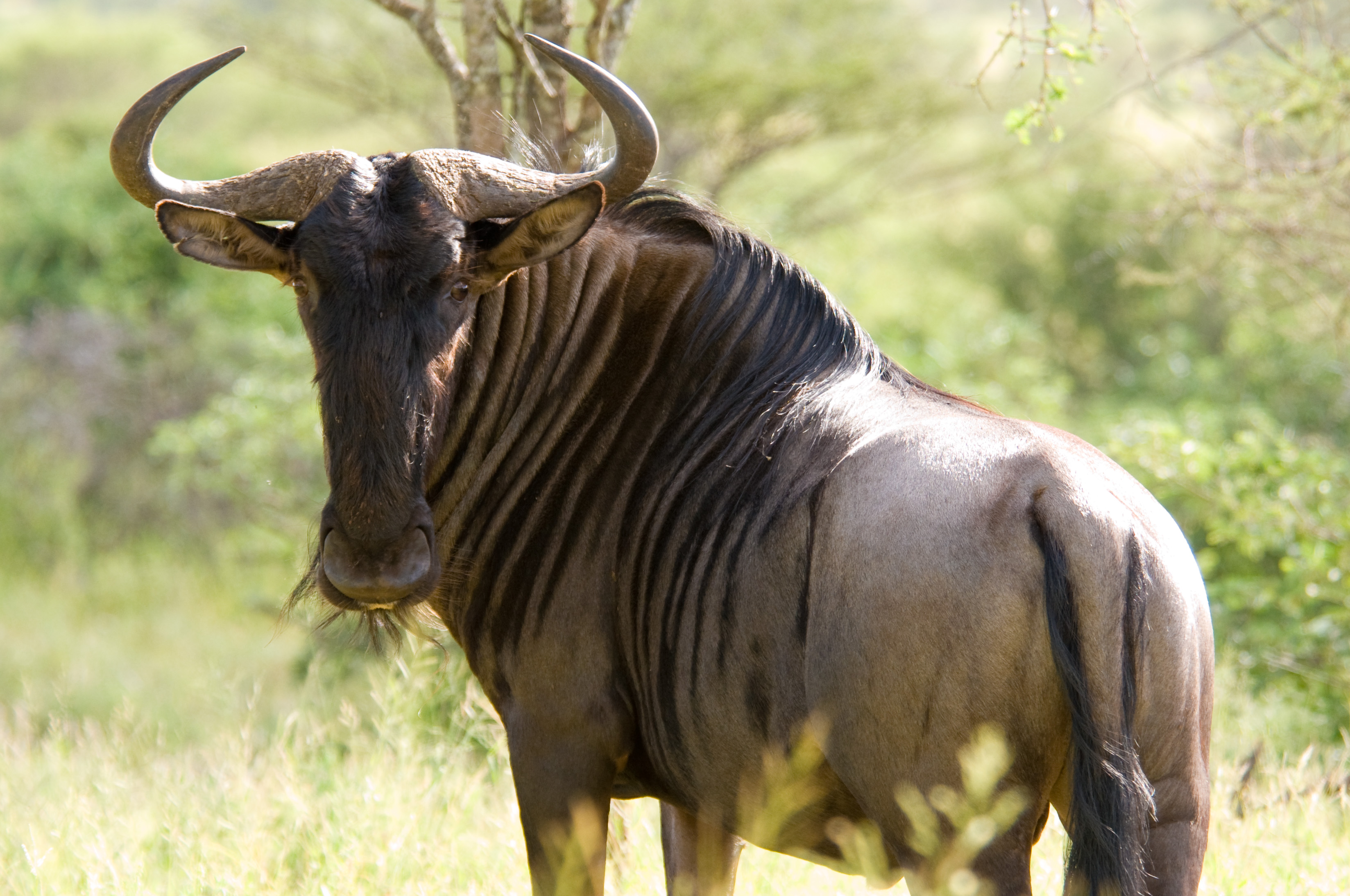 Download Animal Blue Wildebeest HD Wallpaper