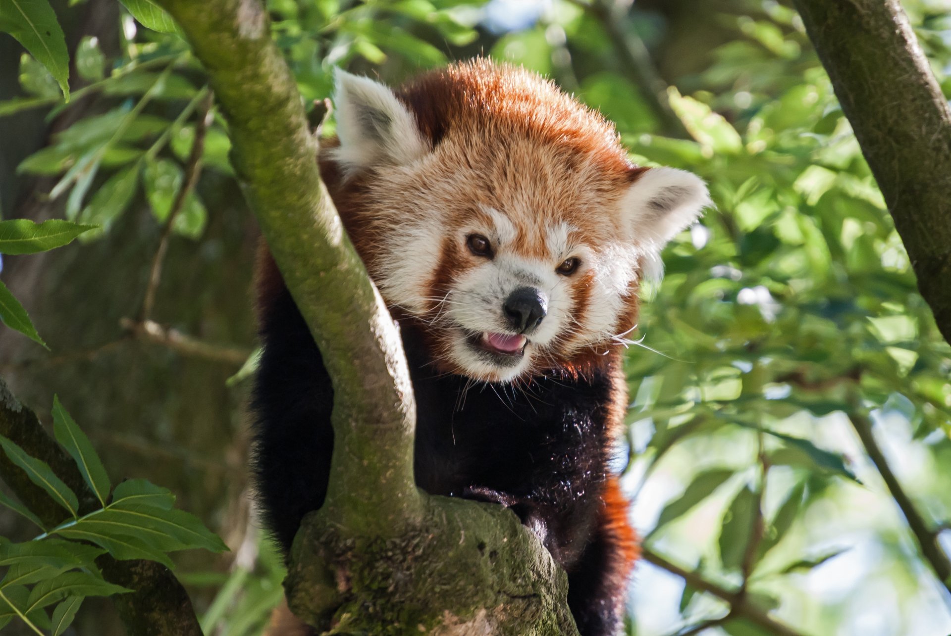 Red panda perched in a leafy tree, vivid fur and curious expression — 4K Ultra HD PC desktop wallpaper and background.