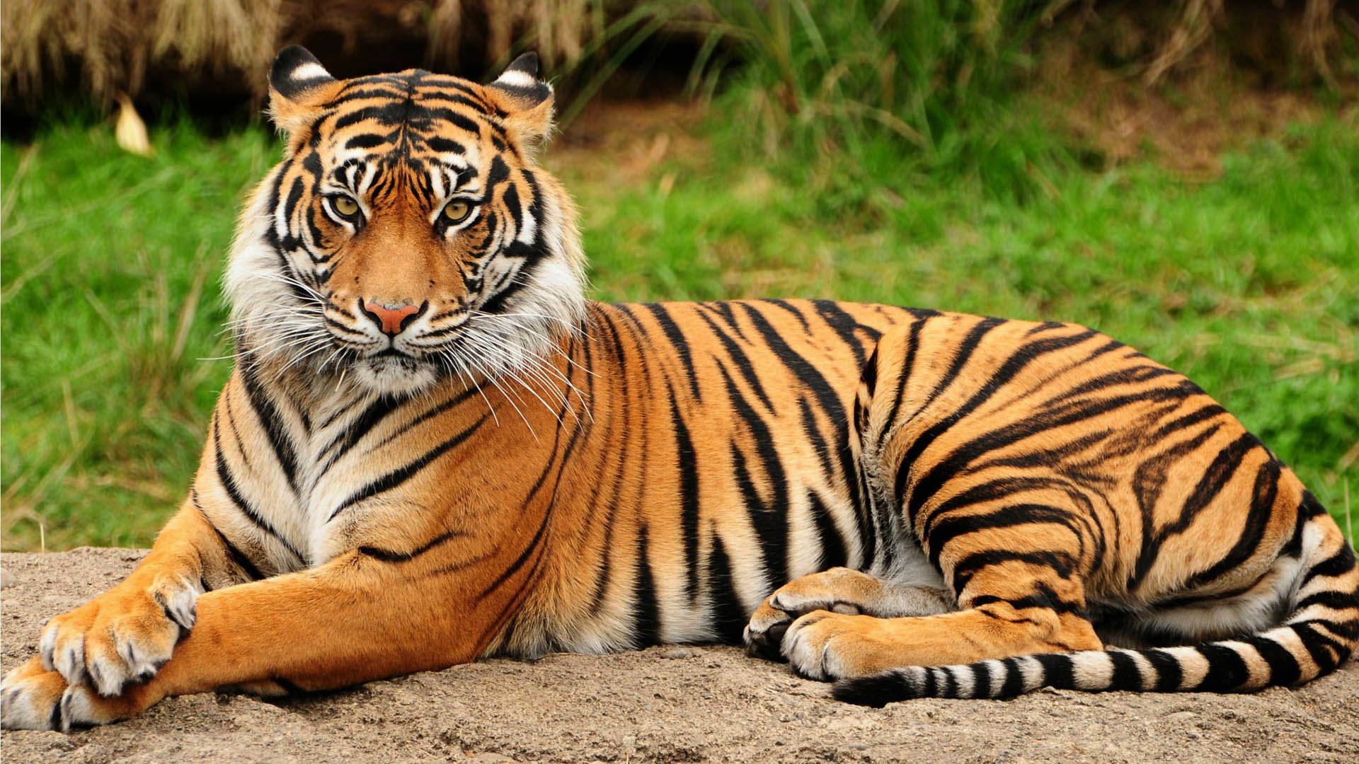 A stunning HD desktop wallpaper and background featuring a majestic tiger resting on the ground, with vibrant green grass in the background.