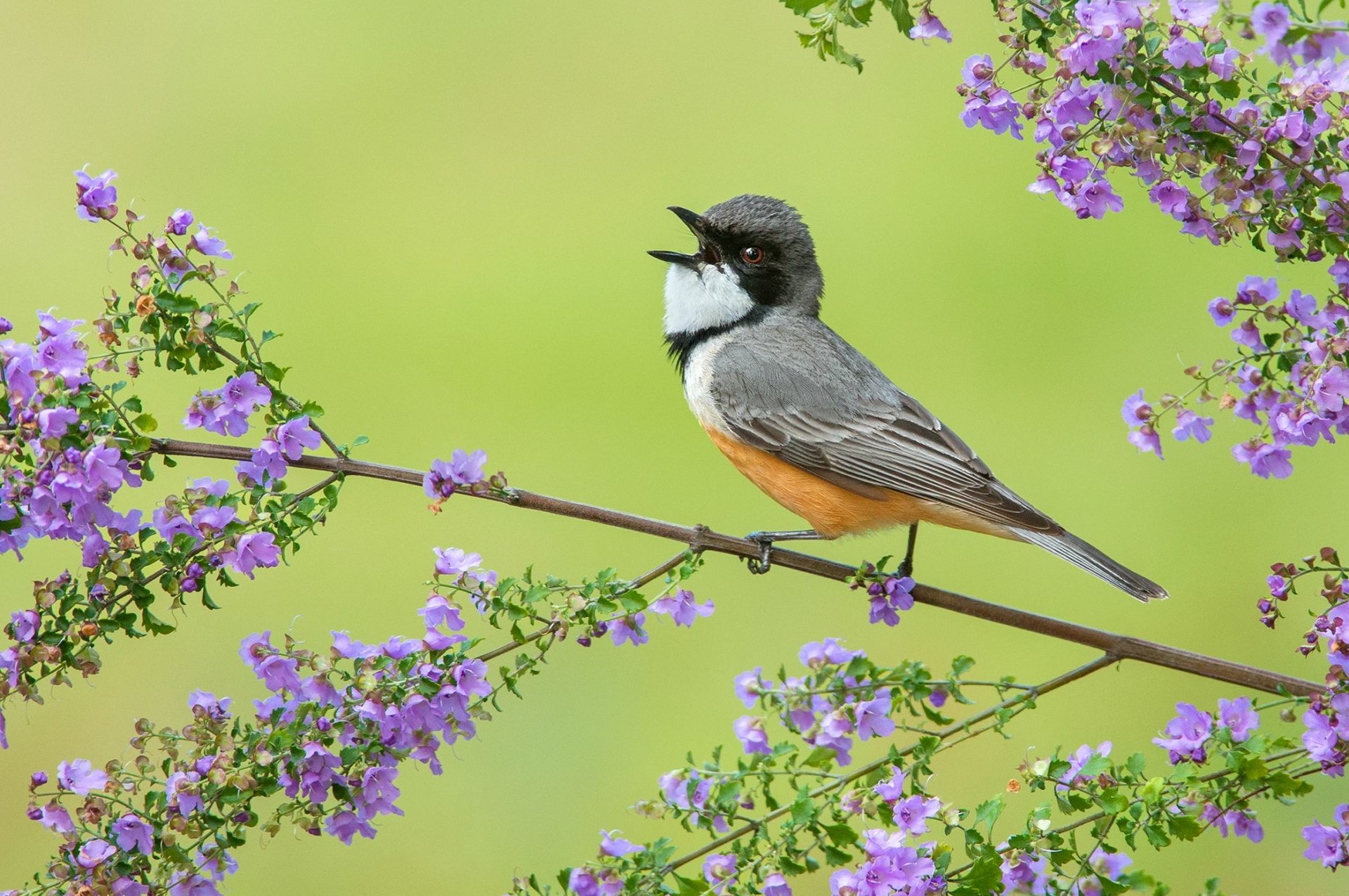 Download Rufous Whistler Animal Whistler HD Wallpaper