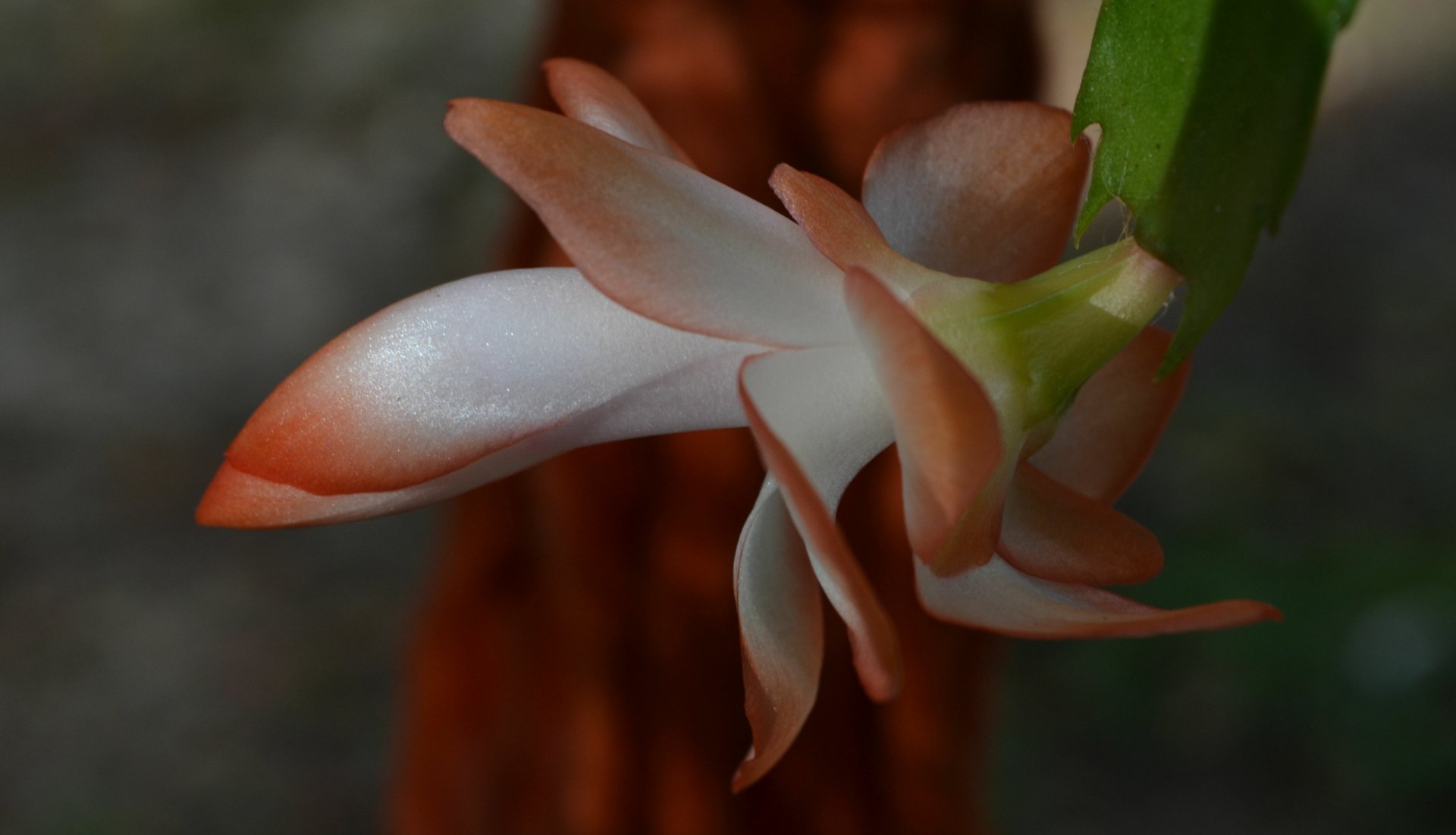 Download Orange Flower Nature Flower 4k Ultra HD Wallpaper