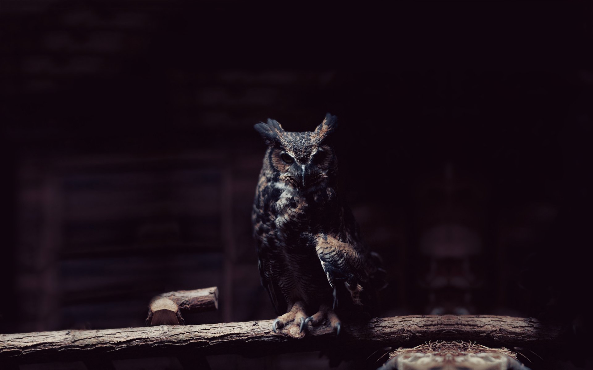 A striking owl perched on a wooden branch, set against a dark background, creating a captivating HD desktop wallpaper and background for animal lovers.