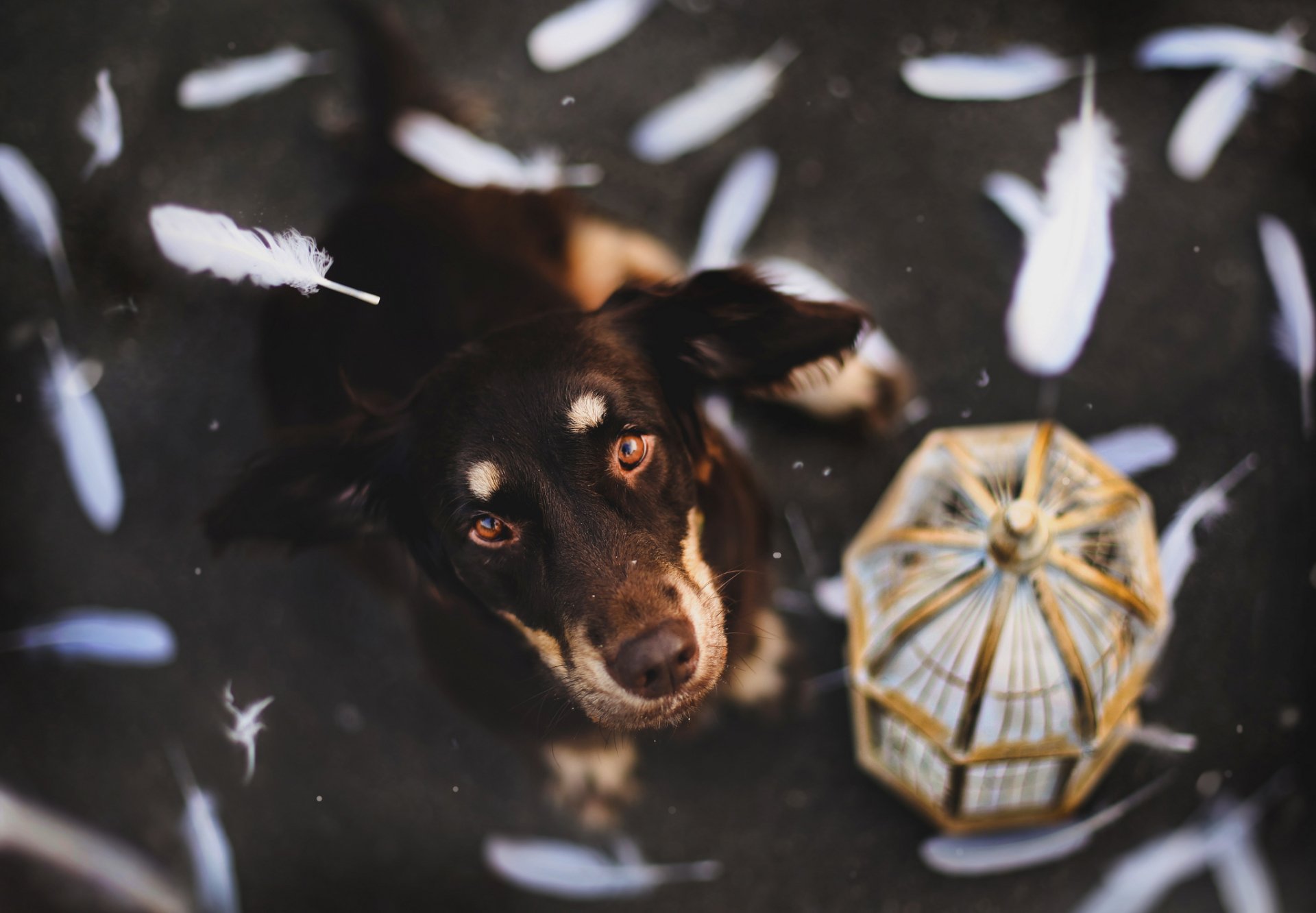 HD desktop wallpaper featuring an Australian Shepherd dog surrounded by floating white feathers against a dark background.