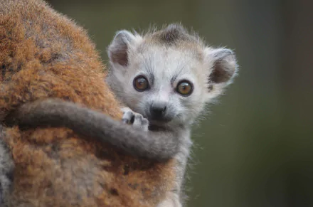 Animal lemur HD Desktop Wallpaper | Background Image