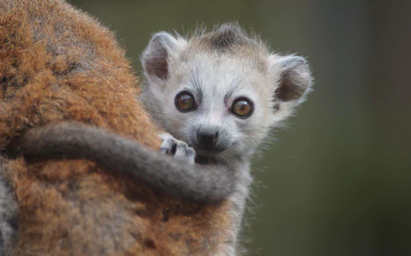 Animal lemur HD Desktop Wallpaper | Background Image