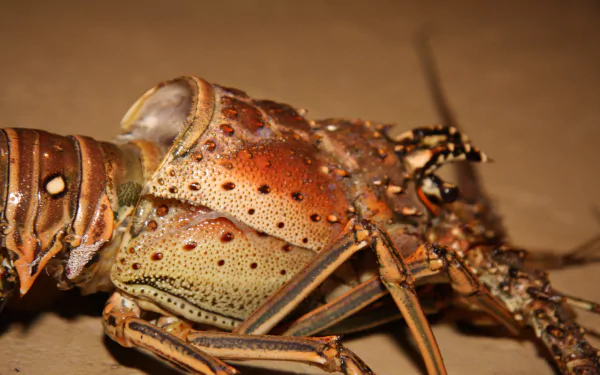 Animal lobster HD Desktop Wallpaper | Background Image