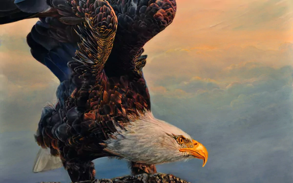 Animal bald eagle HD Desktop Wallpaper | Background Image