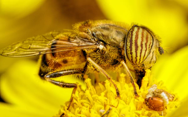 Animal hoverfly HD Desktop Wallpaper | Background Image