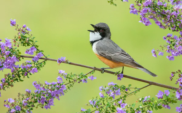 Rufous Whistler Animal Whistler HD Desktop Wallpaper | Background Image