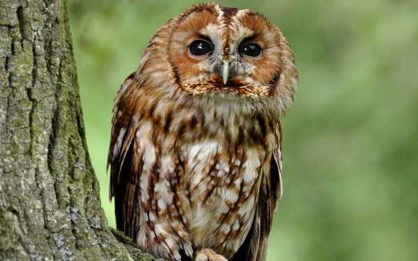 HD desktop wallpaper featuring a tawny owl perched on a tree trunk, showcasing the detailed feathers of this bird in a natural green background.