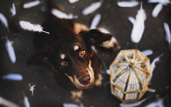 Animal Australian Shepherd Dogs Dog HD Wallpaper | Background Image
