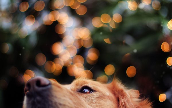 Animal Golden Retriever Dogs HD Wallpaper | Background Image