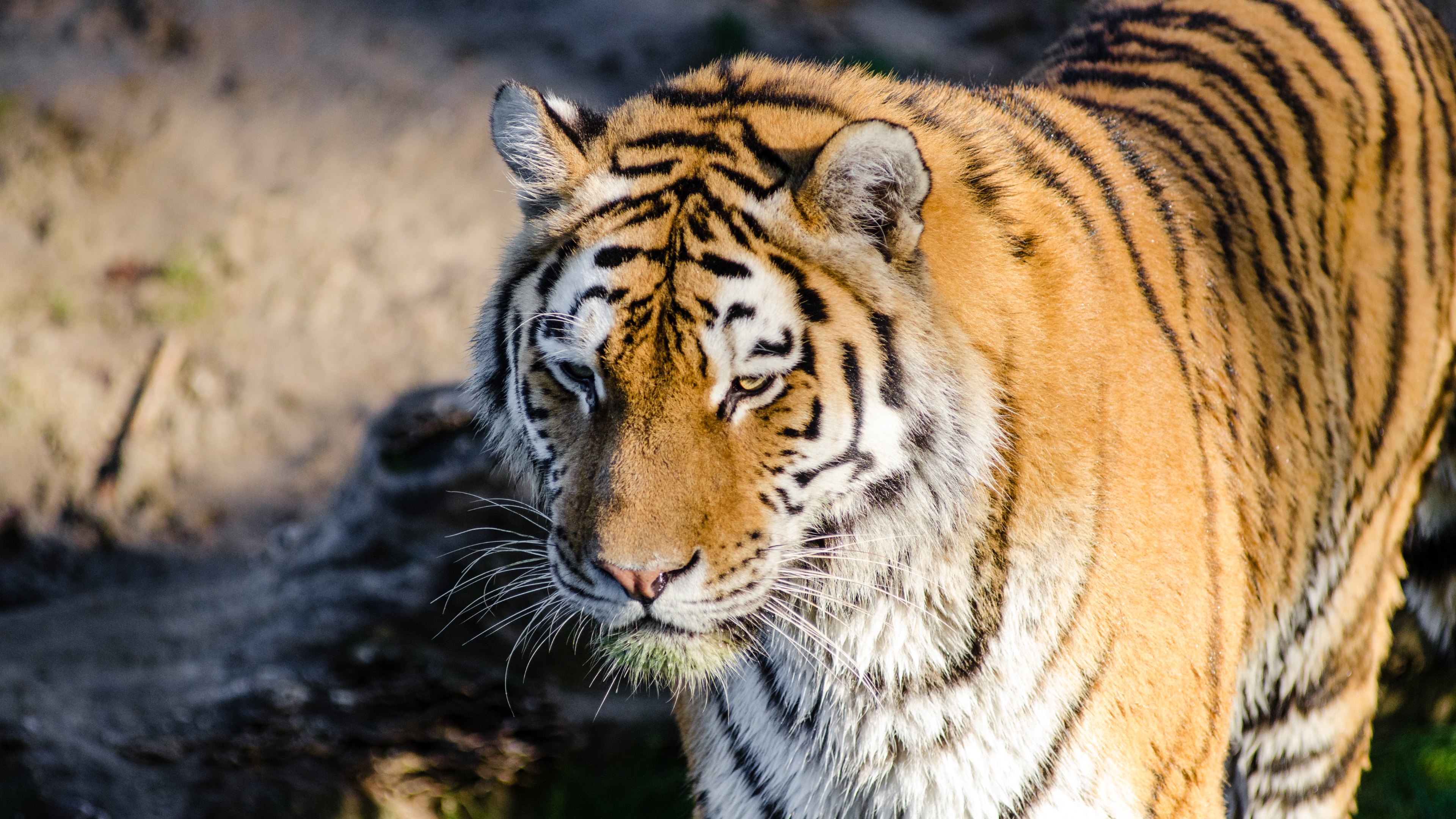 Siberian Tiger 4k Ultra HD Wallpaper | Background Image ...