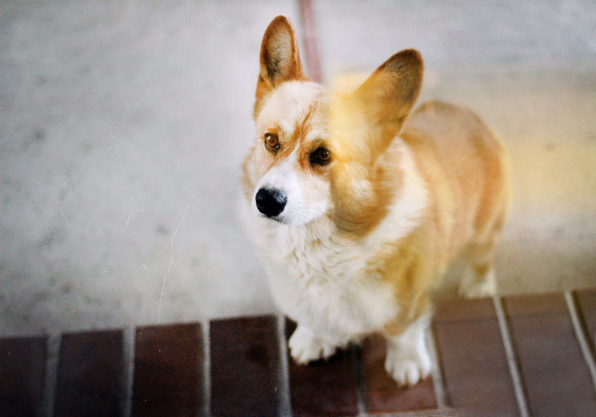 Corgi HD Wallpaper by Jessica Trinh