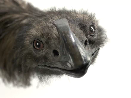 Animal Broad-billed moa HD Desktop Wallpaper | Background Image