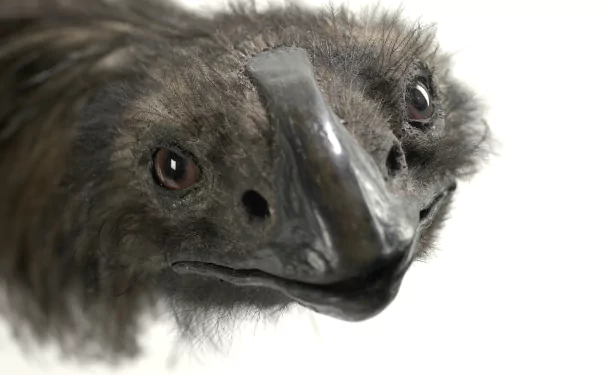 Animal Broad-billed moa HD Desktop Wallpaper | Background Image