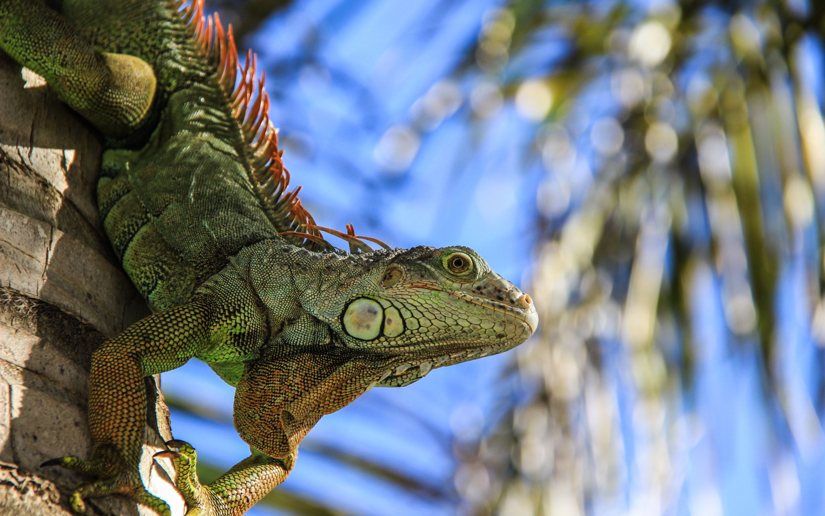  Iguana  Portrait Fond d cran HD Arri re Plan 2880x1800 