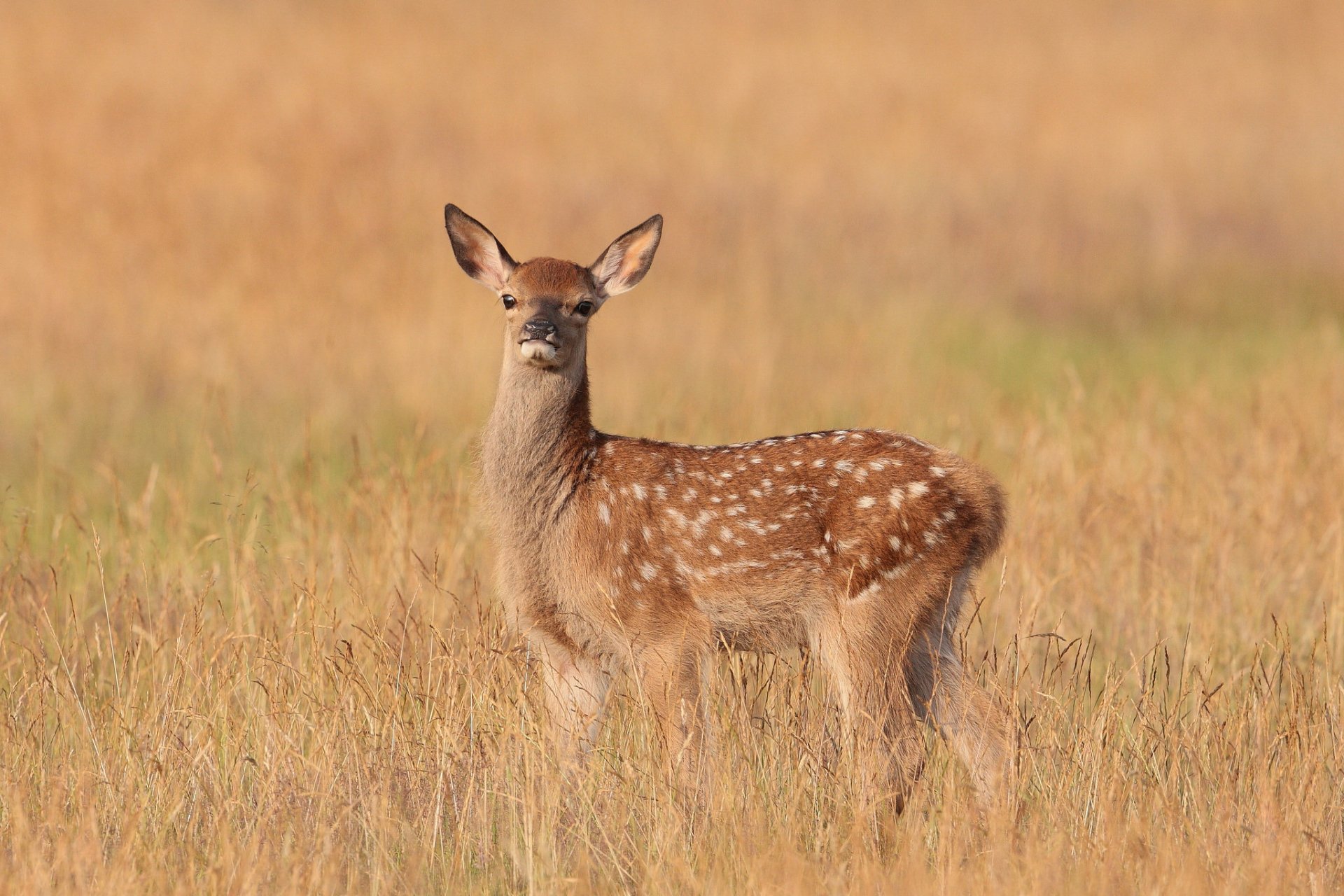 HD desktop wallpaper featuring a cute deer standing in tall golden grass, capturing the beauty of wildlife in a natural setting.