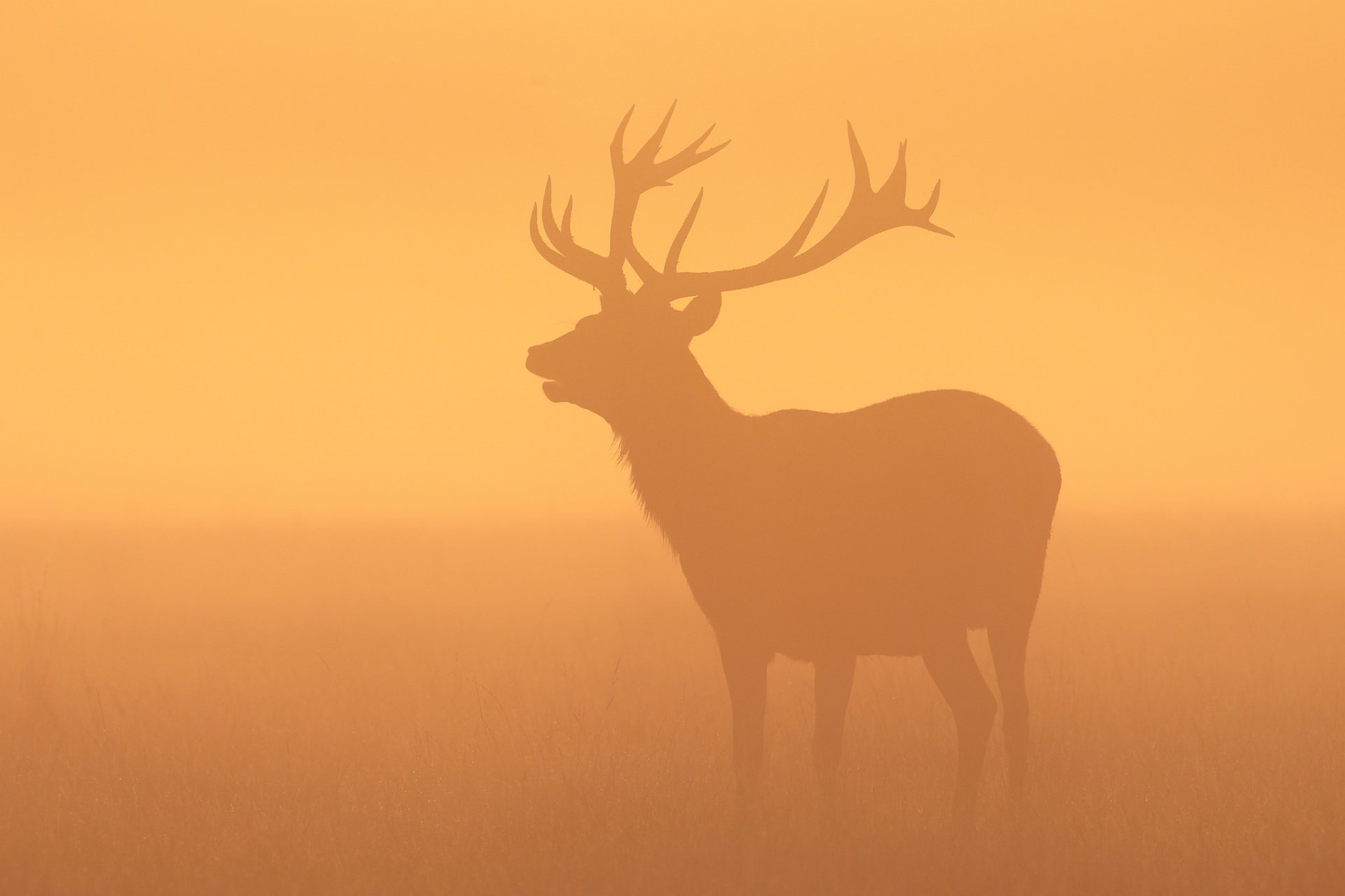 HD PC desktop wallpaper showing the silhouette of a deer with large antlers against an orange, foggy background.